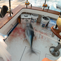 Cleaning Fish