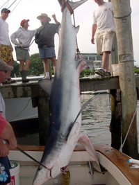 Hanging Blue Shark