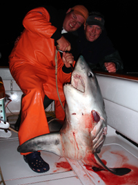 Shark