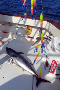 School Bluefin