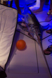 Swordfish