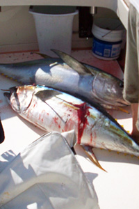 Tuna