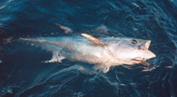 Tuna