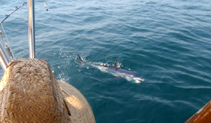 Mako Swimming
