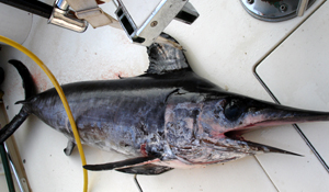 Swordfish