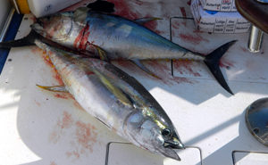Two Big Fish