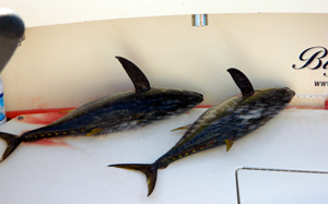 Tuna