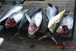 More Tuna on a Cart