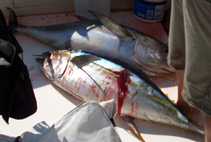 Yellow Tuna