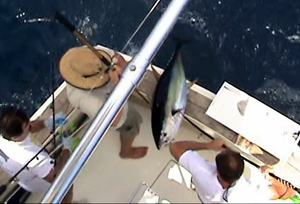 Tuna gaff