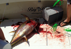 Yellowfin