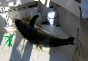 Yellowfin in July
