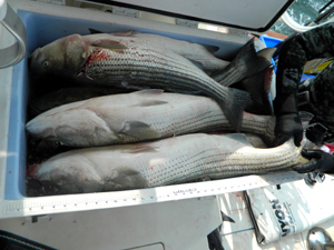 Bass Cooler