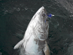 Bluefin