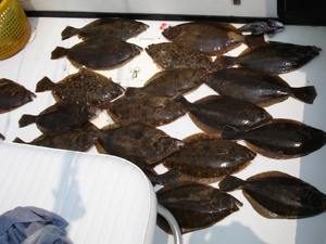 Fluke
