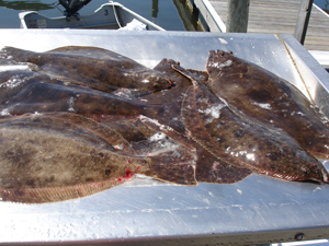 Fluke