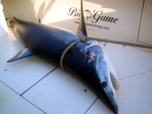 200 pound Mako