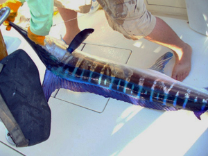 Marlin