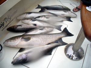 Nine Bass