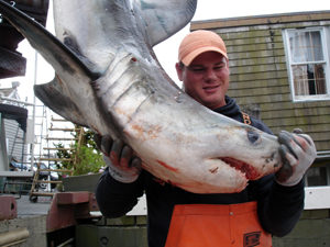 Shark