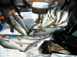 Spearfishing Haul