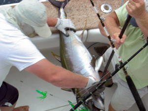 Tuna