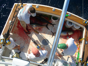 Yellowfin