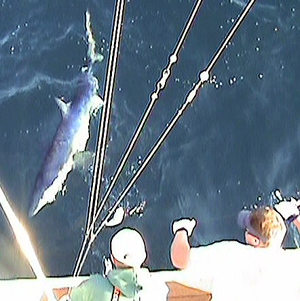 Blue Shark in the water