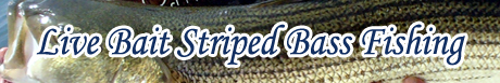Live Baiit Striped Bass Fishing