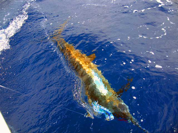 Marlin