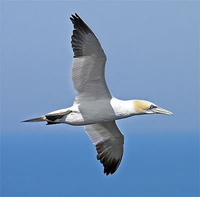 Northern Gannet