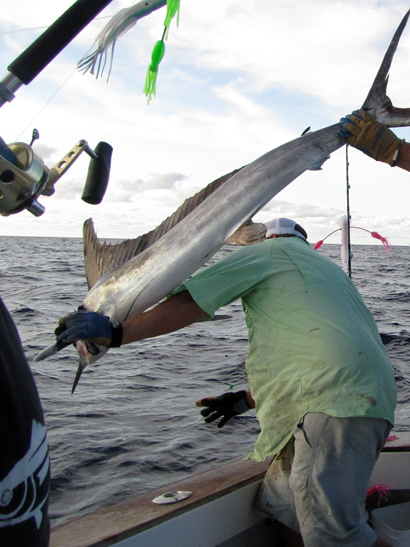 White Marlin Release
