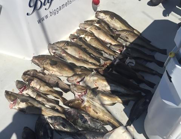 Boat Full of Cod