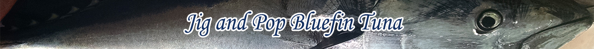 Jig and Pop Bluefin Tuna