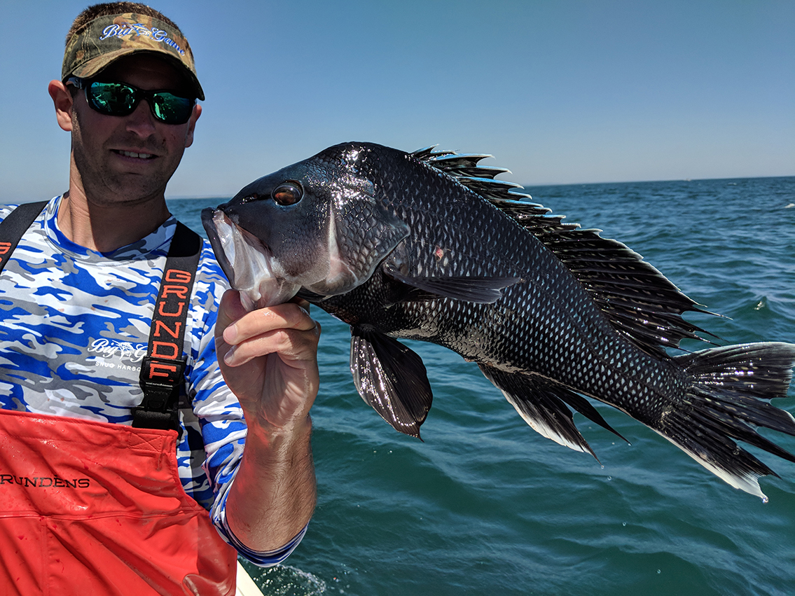 Black Sea Bass