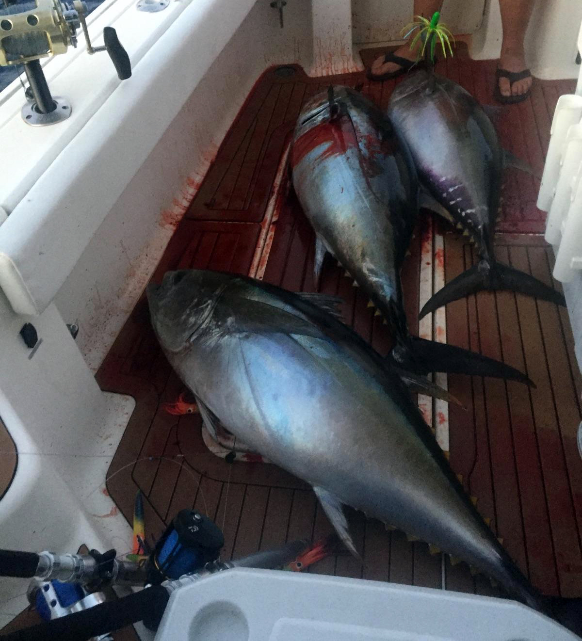 Three Giant Tuna