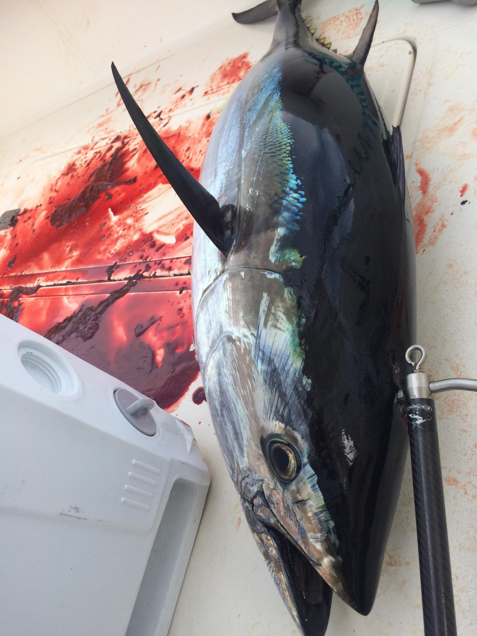 yellowfin