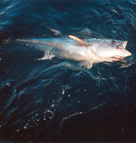Tuna Tuna