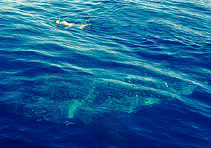 swimming with a whale shark